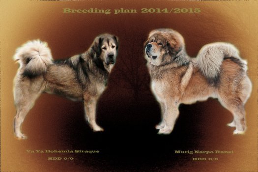 breeding plan