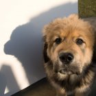 Tibetská doga