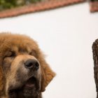 Tibetská doga