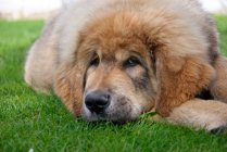 Tibetská doga