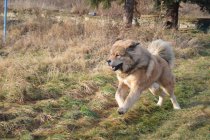 leden 2013 Forrest 090