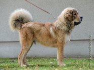Tibetská doga