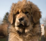 Tibetská doga